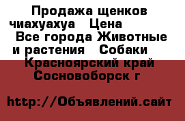 Продажа щенков чиахуахуа › Цена ­ 12 000 - Все города Животные и растения » Собаки   . Красноярский край,Сосновоборск г.